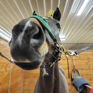 Meet your Posher, Morgan